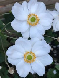 Close-up of fresh white flowers blooming outdoors