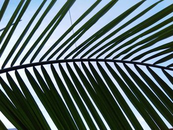 Low angle view of palm trees against sky