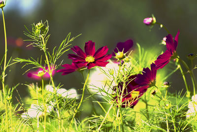 Close-up of pink flowering plants