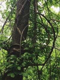 Low angle view of trees in forest