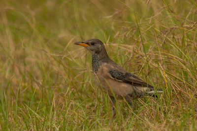 Bird perching on grass