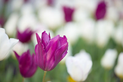 Close-up of pink flower