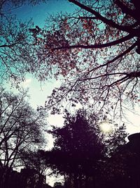 Low angle view of trees against sky