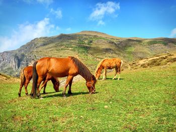 Horses grazing on grassy field