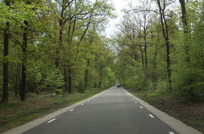 Road amidst trees in forest