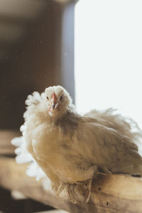 Chicken in the farm portait