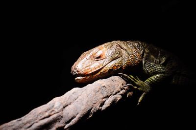 Close-up of lizard on black background