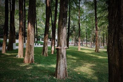 Trees in forest