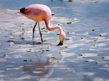 Birds drinking water in a lake