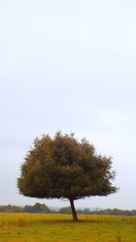 Trees on landscape against sky