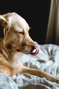 Close-up of dog relaxing on bed at home