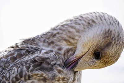 Close-up of owl against clear sky