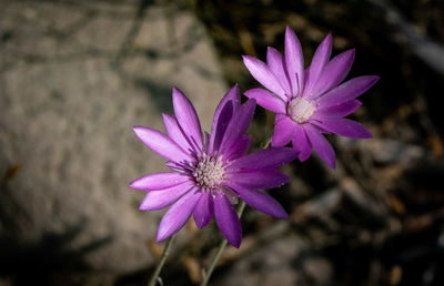 Close-up of purple flowering plant