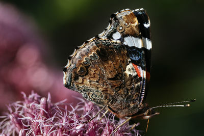 Close-up of butterfly on the ground