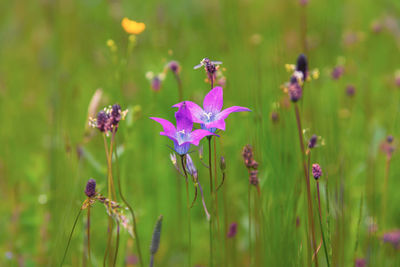 Close-up of purple flowering plant on field