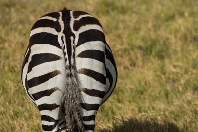 Close-up of zebra on field