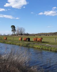 Horses in a field