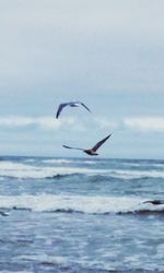 Seagull flying over sea