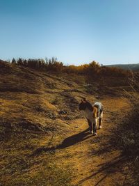 Dog running on field