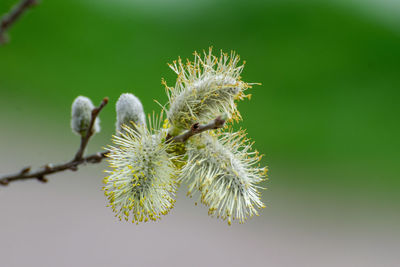 Close-up of wilted plant