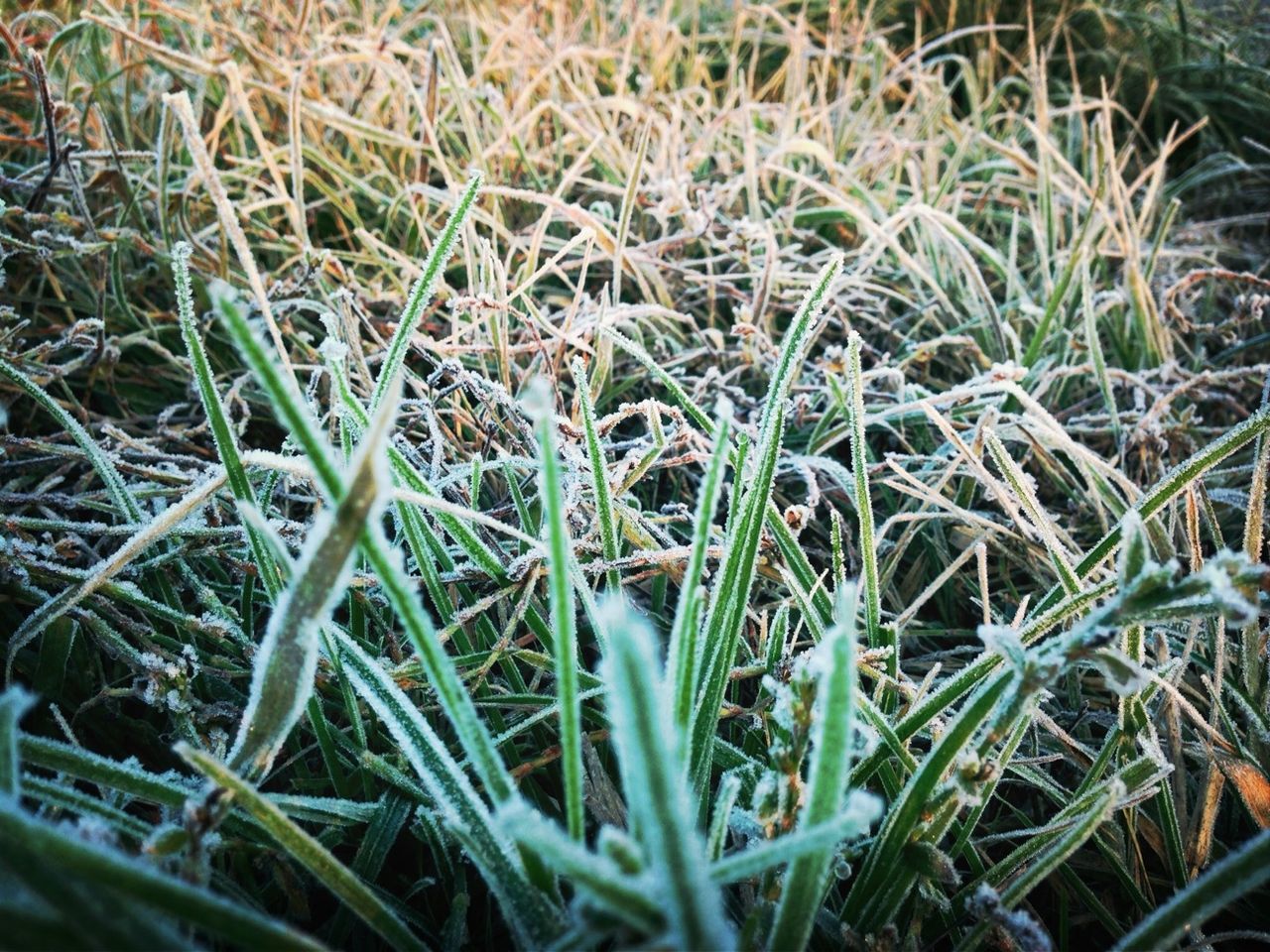 grass, growth, field, green color, plant, nature, high angle view, close-up, blade of grass, selective focus, beauty in nature, day, growing, outdoors, grassy, tranquility, no people, backgrounds, full frame, freshness