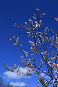Low angle view of cherry blossoms against blue sky