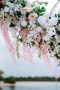 Close-up of pink flowers