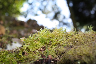 Close-up of moss growing on tree trunk