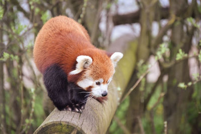 red panda