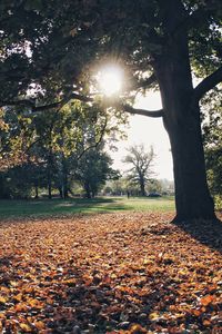 Sunlight falling on autumn leaves in park