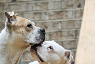 Close-up of a dog looking away