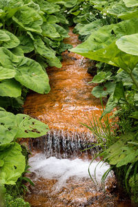 High angle view of waterfall amidst plants