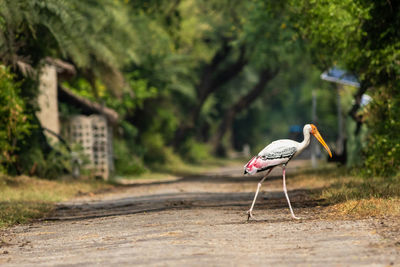 Side view of a bird on the ground