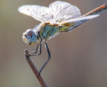 Close-up of insect