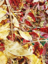 Full frame shot of dry autumn leaves