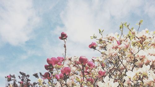 Low angle view of pink flowers