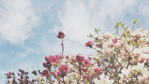 Low angle view of pink flowers