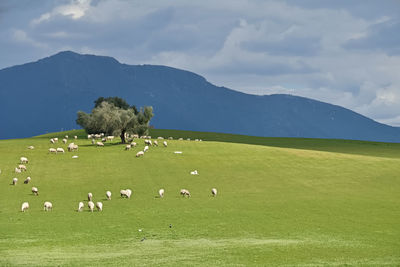 Scenic view of grassy field against sky