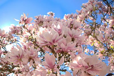 Low angle view of cherry blossoms against sky