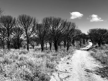 Bare trees on field against sky