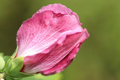 Close-up of pink rose flower