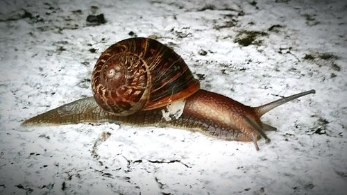 Close-up of snail