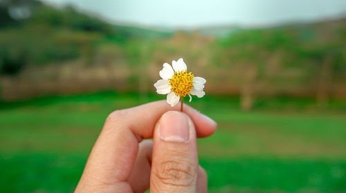 Close-up of hand holding flowering plant