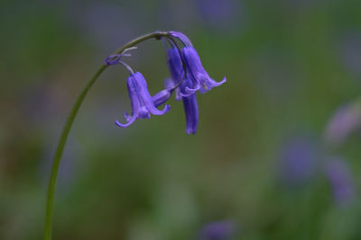 Close-up of purple flowers