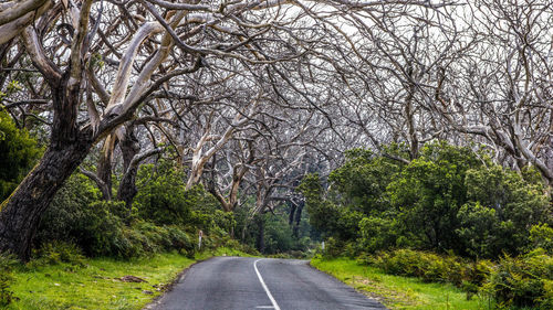 Empty road amidst trees in forest