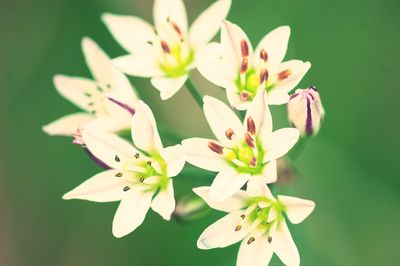 Close-up of white flowering plant