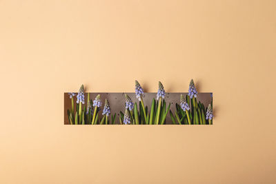 Potted plants against wall