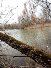 Bare trees by river against sky during winter