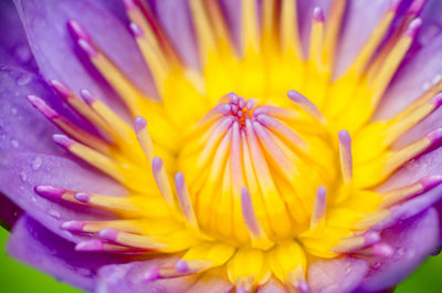 Close-up of yellow flower blooming outdoors