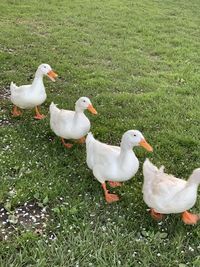 High angle view of duck on field